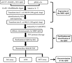 Highly Efficient Soluble Expression Purification And