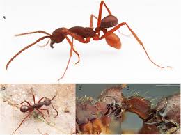 Image result for Antrocaryon nannanii