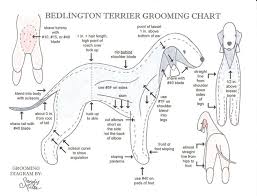 Grooming Chart Dog Grooming Pinterest Bedlington Terrier