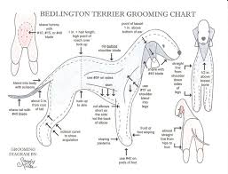 grooming chart dog grooming pinterest bedlington terrier