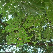 Image result for Albizia petersiana