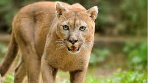 In der nähe von seattle tötete ein puma einen radfahrer. Tierlexikon Puma Geolino