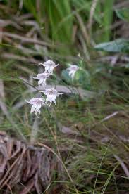 Image result for Gladiolus magnificus