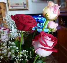 Piante dainterno con fiori rose / ortensia da interno ø 14 cm acquista da … Rose Rosaceae Come Curare Coltivare E Far Fiorire Le Piante Di Rosa