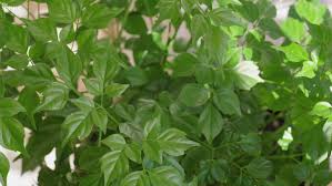 As young china doll plants grow, they become trees with woody stems and a thick, lush canopy. China Doll Plant Indoor Care And Growing Guide