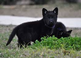 Sable german shepherd puppies for sale in texas. Black German Shepherd Puppies For Sale In Texas Petsidi