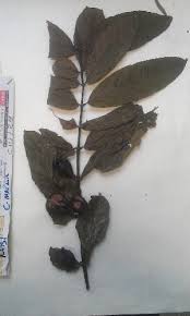 Image result for Cuviera