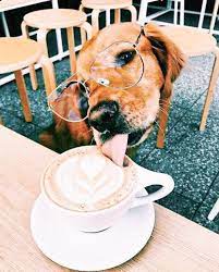 Wake Up With Dogs And Coffee Quotes Diy Darlin Puppy Cuddles Cute Baby Dogs Cute Dogs