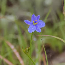 Image result for Aristea abyssinica