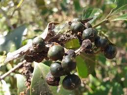 Image result for Psydrax mutimushii