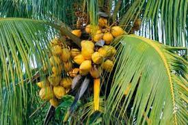 Prune flowers or developing fruit from the palm if your particular species is the flowering type. Which Fruits Grow On Palm Trees Lovetoknow