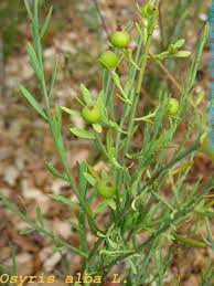 Image result for Osyris