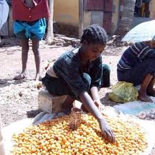 Image result for Vitex mombassae