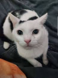 My baby cow and his tiny bean