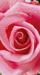 Pink Rose And Water Droplets Rose Rose Close Up Pink Flowers