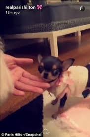 Paris hilton chihuahua antreoulis koutsomichalis andreadakis has 9,069 members. Paris Hilton Proudly Shows Off Her New 8k Teacup Chihuahua On Instagram Daily Mail Online
