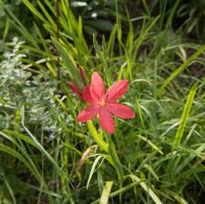 Image result for Hesperantha