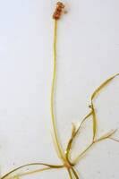 Image result for Potamogeton pusillus