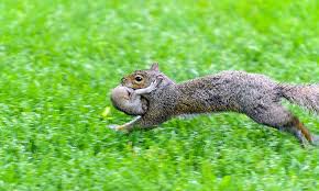 Psbattle This Mother Squirrel Carrying Her Baby R Photoshopbattles