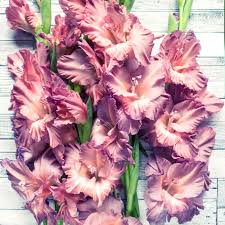 Image result for Gladiolus ecklonii