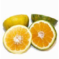 Les Fruits Et Legumes Commencant Par La Lettre U Les Saisons Des Fruits Et Legumes
