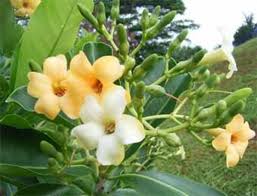 Check spelling or type a new query. Fragrant Flowers Of Hawaii Owlcation