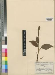 Image result for Platylepis glandulosa