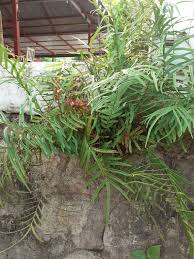 Image result for Pteris burtonii