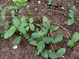 Image result for Vigna subterranea