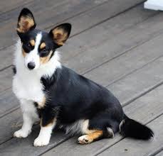 Americanlisted has classifieds in loyalton, california for dogs and cats. Auggie Breed Information Health Appearance Personality Cost