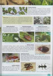 Image result for puklice švestková obrázek