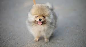 See the top 10 pet insurance. Teacup Pomeranian Breed Information Puppy Costs More