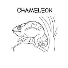Pata sauti is all about quotes, printables, calendars, coloring pages, printable, images. Chameleon Coloring Pages Free Printables Momjunction