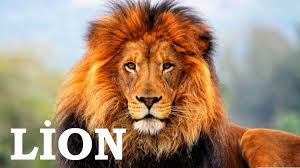 Snakes are quite dangerous but a lion is even more dangerous. Giant Anaconda Vs Lion Facts Who Will Win The Real Fight Attacks Attack Animal Video Dailymotion