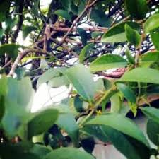 Perahan limau nipis yang dicampur dengan teh tanpa gula dan diminum setiap hari. Daun Benalu Jeruk Nipis 500gram Shopee Indonesia