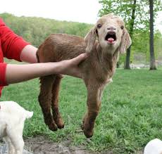 Googled Baby Goats Funny Goat Pictures Goats Funny Pet Goat