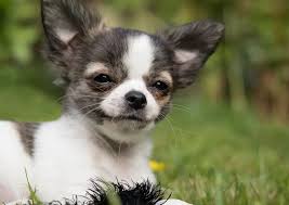 10 Best Small Dog Breeds That Don T Shed The Buzz Land Dog Breeds That Dont Shed Best Small Dogs Best Small Dog Breeds