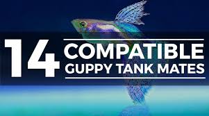 14 Awesome Guppy Tank Mates Compatibility Guide Guppy Fresh Water Fish Tank Fish Tank