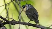 Birds that eat grapes include bluebirds, catbirds, grosbeaks, mockingbirds, robins, tanagers, towhees, waxwings, woodpeckers. Easily Protect Your Grapes From Birds With This One Trick Agriscaping Youtube
