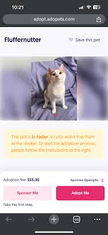 This little lady is ready to be adopted! Shots ✓ Spayed ✓ She's good with  dogs big and small! Also other cats! So so cuddly! You can fill out an  application here!