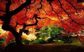 Pic Taken In Dallas Texas Autumn Scenery Autumn Nature Tree Hd Wallpaper