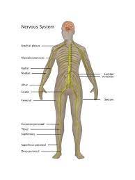Nervous System In Female Anatomy Prints Gwen Shockey Allposters Com In 2021 Peripheral Nervous System Nervous System Human Nervous System