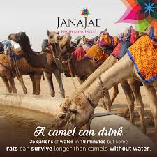 It even makes up for more than half of the planet itself. Janajal On Twitter Camels Can Last Several Weeks Without Water But There Are Some Rats Who Can Survive Longer Than Camels Without Water Fact Survivalwithoutwater Https T Co 3rywpbuvch
