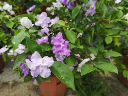 Image result for Brunfelsia pauciflora
