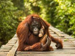 Orangutan Love Nature Photography Animals Wild Animals Photography Wild Photography