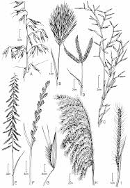 Image result for Leptochloa coerulescens