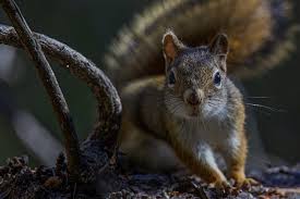 Image result for squirrel