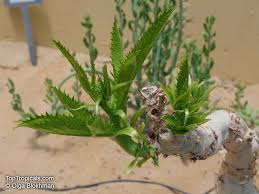 Image result for Cyphostemma barbosae