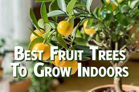 A mulberry bush as an excellent choice if you want to grow fruit indoors. The 7 Best Fruit Trees To Grow Indoors Gardenhugs Com