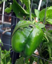 We did not find results for: Lizards Reptile In The Food Forest Steemit